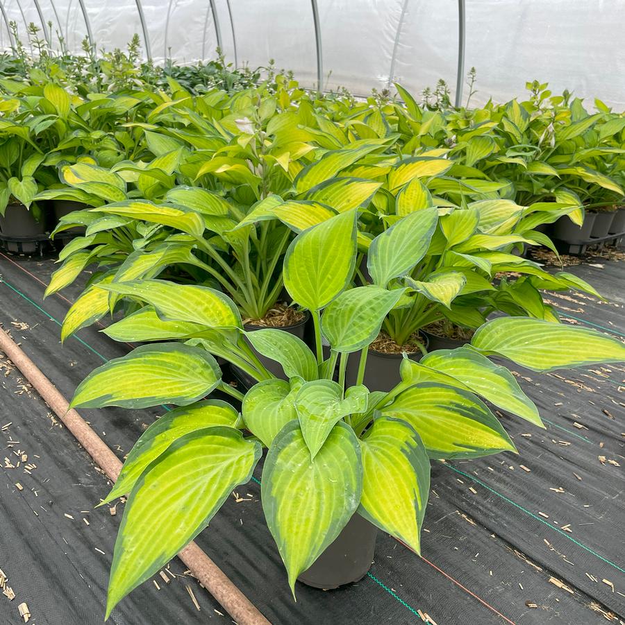 Hosta Paul's Glory
