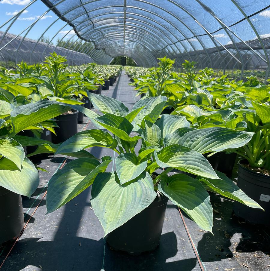 Hosta Paul's Glory
