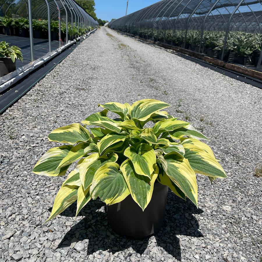 Hosta Wide Brim