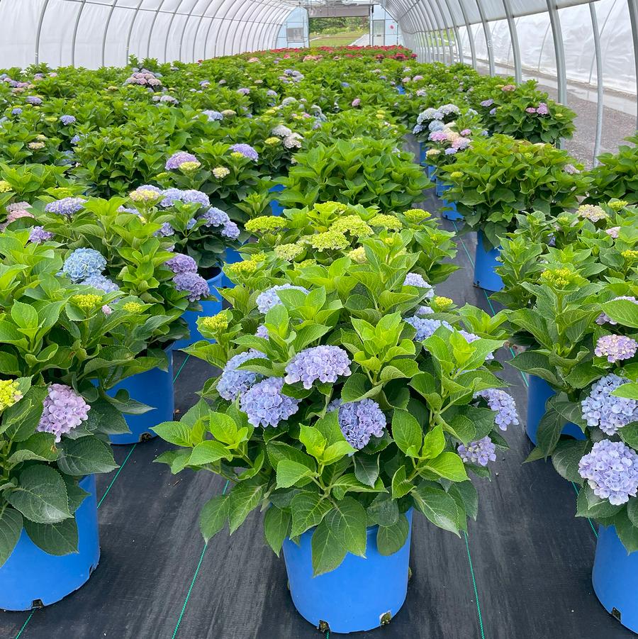 Hydrangea macrophylla Magical® Revolution