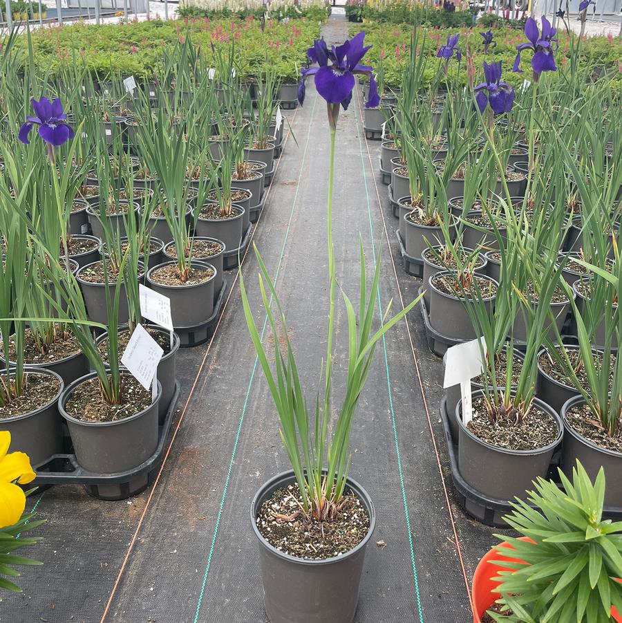 Iris sibirica Caesar's Brother