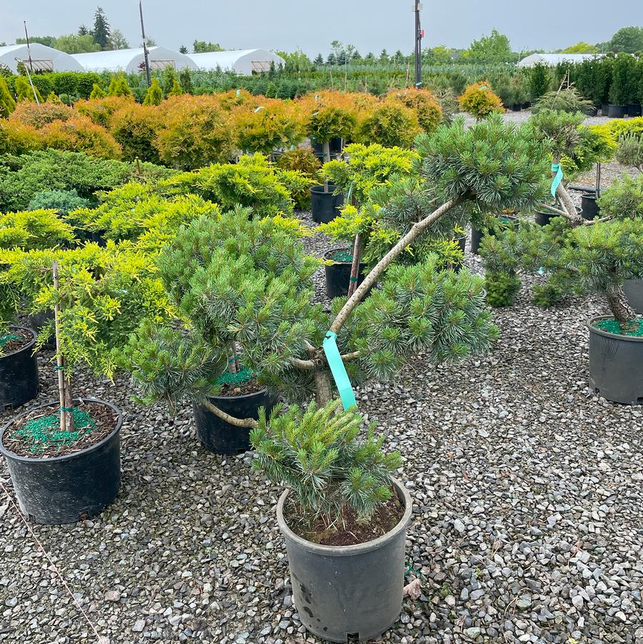 Pinus sylvestris-Topiary 