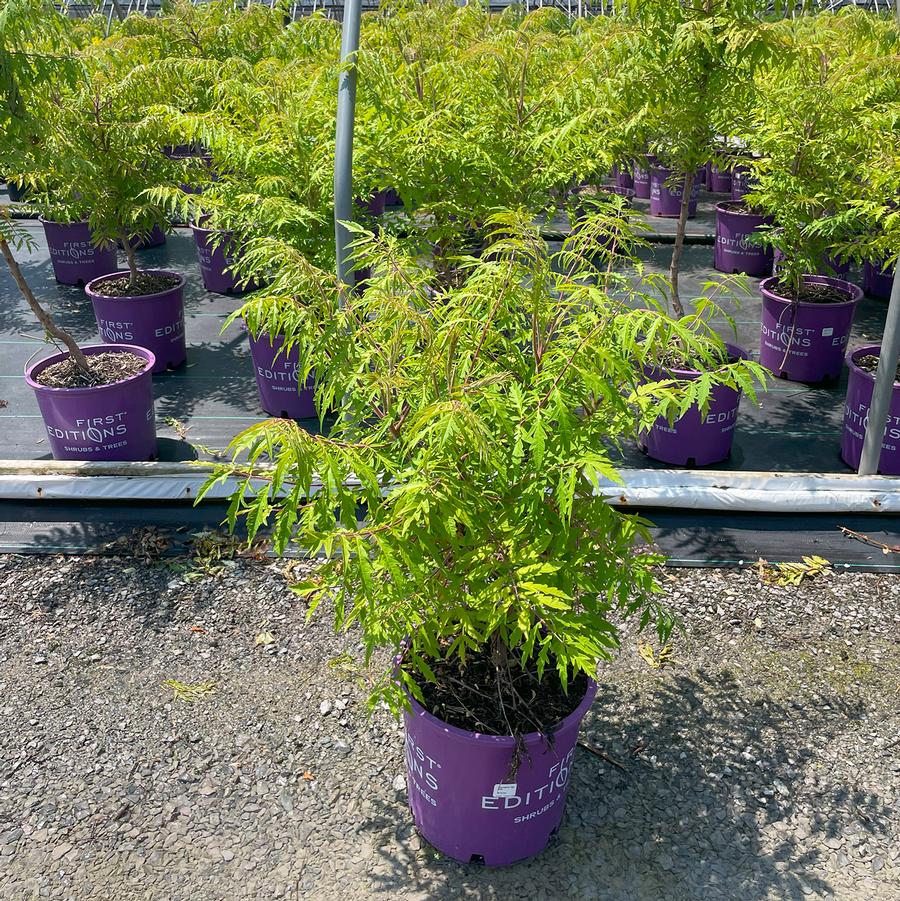 Rhus typhina Tiger Eyes®