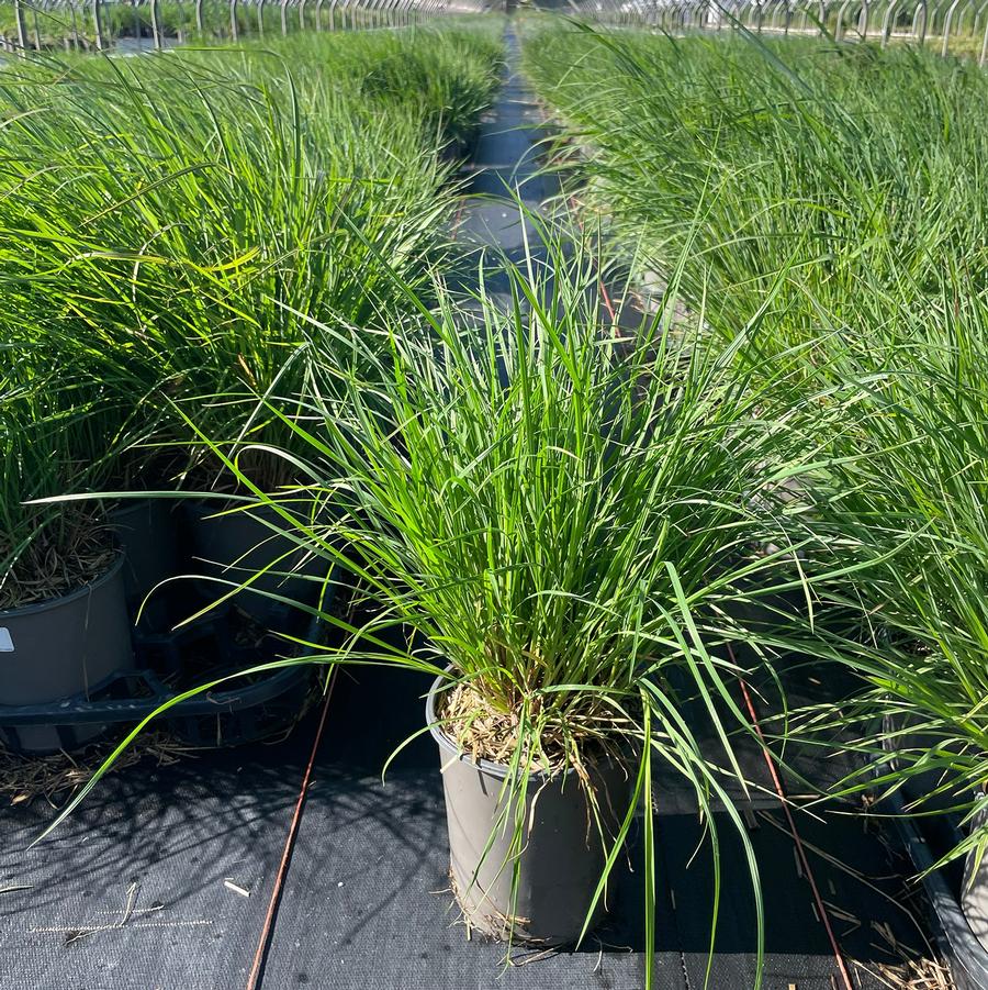 Schizachyrium scoparium 