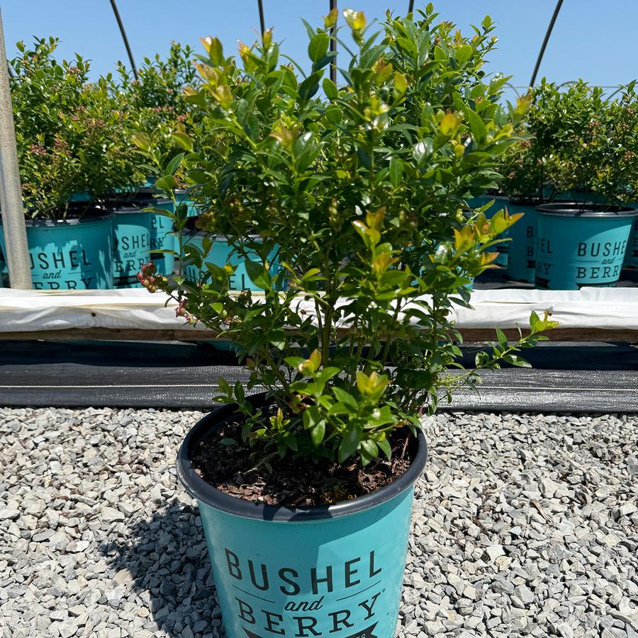 Vaccinium Bushel and Berry® BerryBux™ 