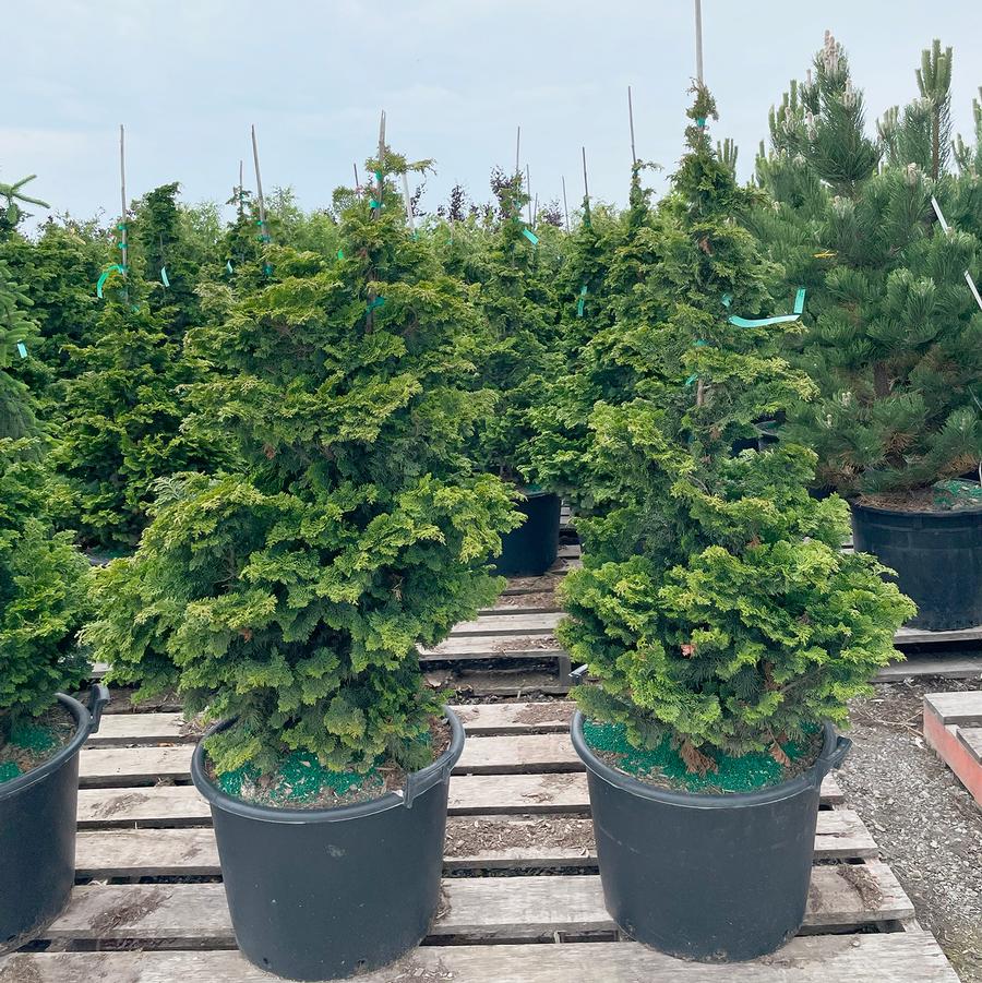 Chamaecyparis obtusa Gracilis