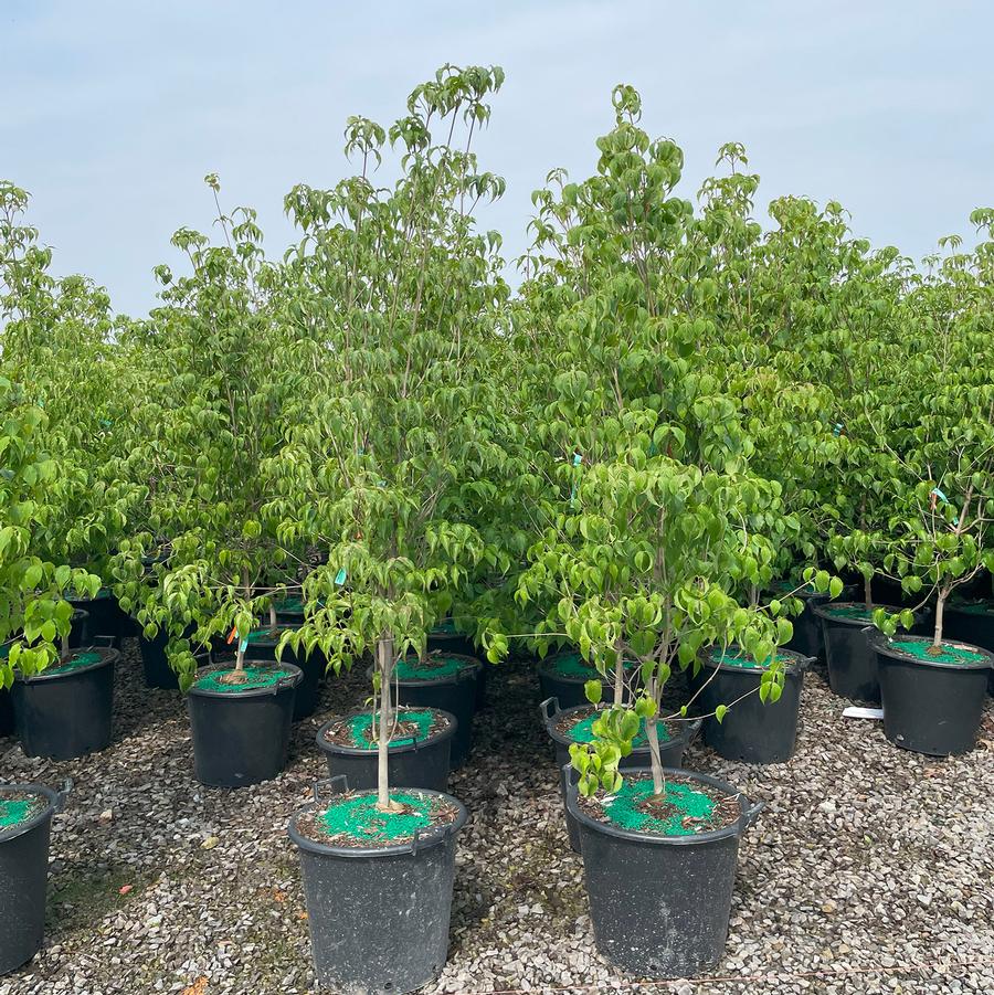 Cornus kousa 