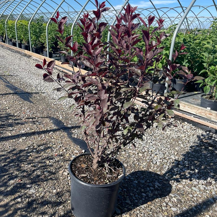 Prunus x cistena 