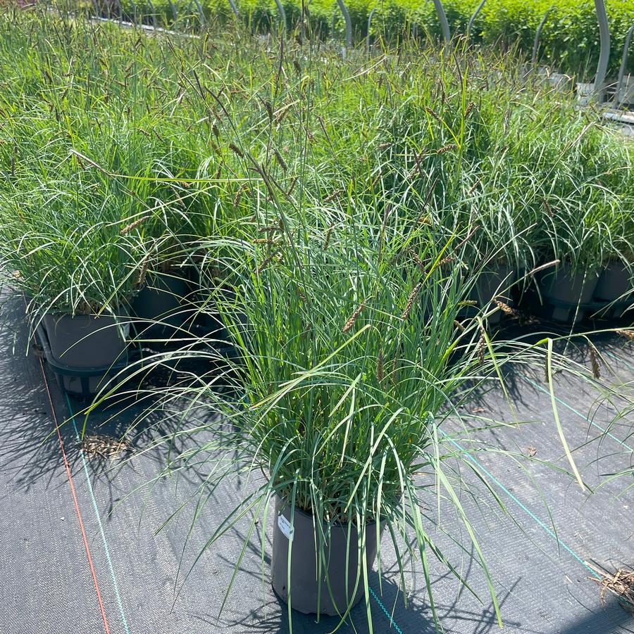 Carex flacca Blue Zinger