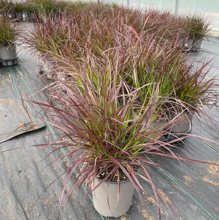 Pennisetum setaceum Rubrum