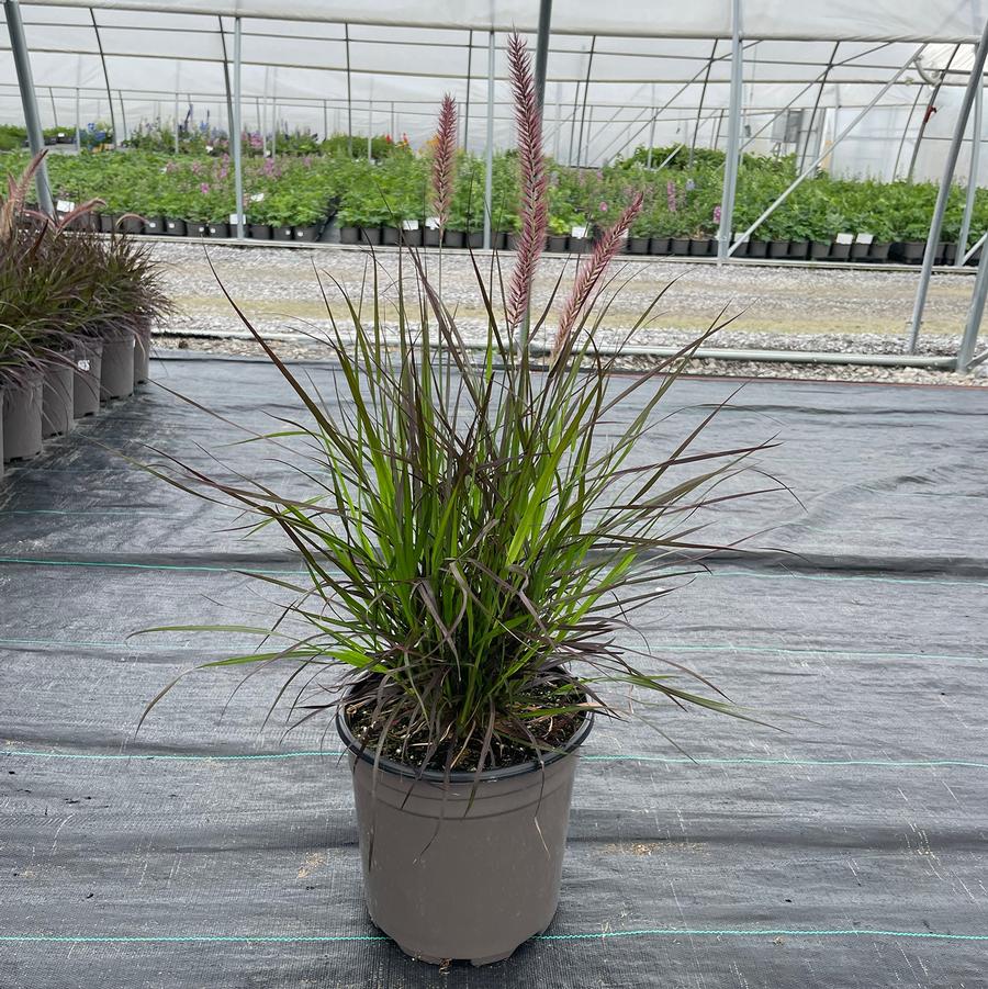 Pennisetum setaceum Rubrum