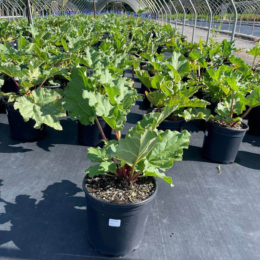 Rheum rhabarbarum Victoria