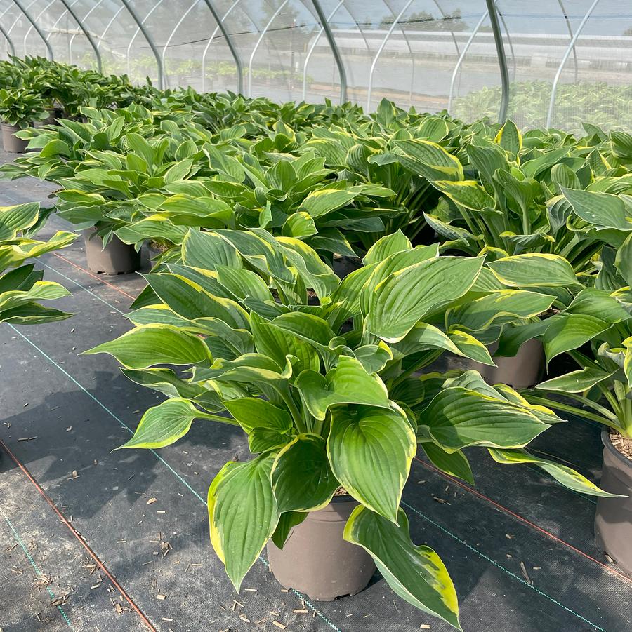 Hosta Fortunei Aureomarginata