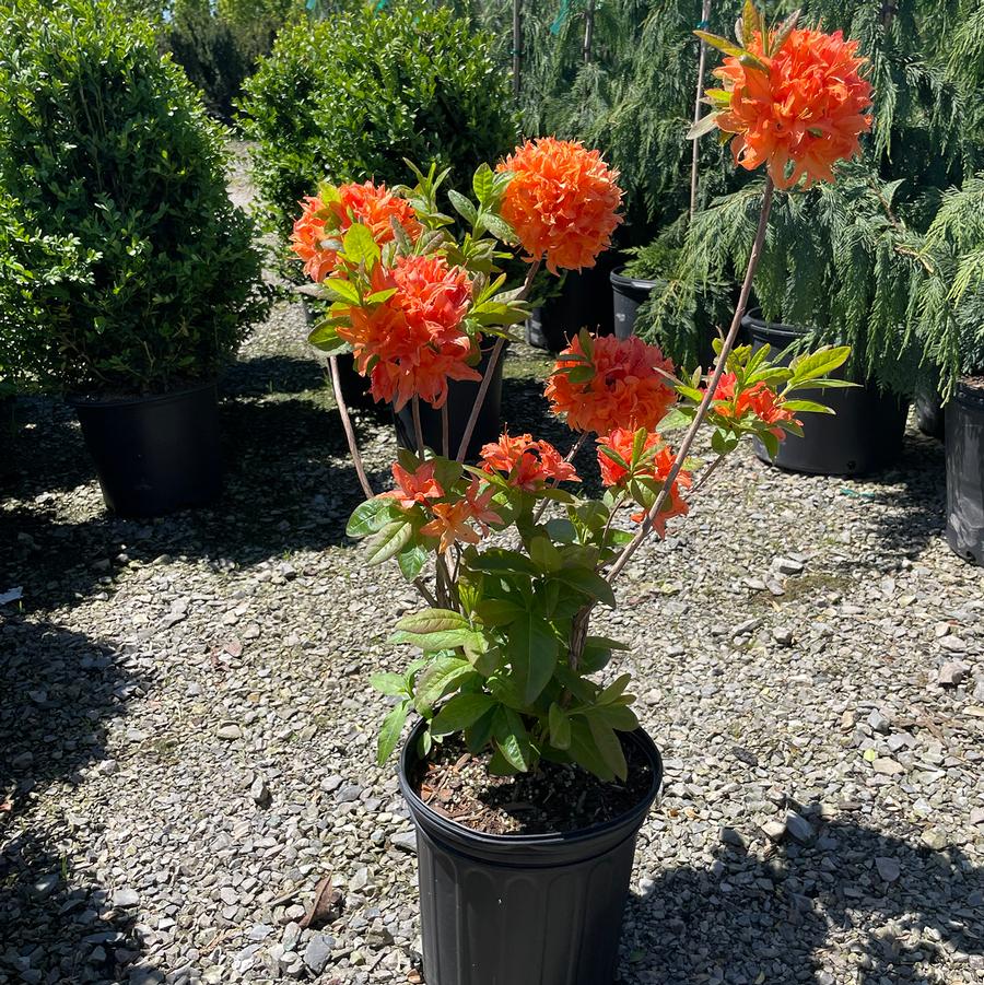 Rhododendron Northern Lights hybrid Mandarin Lights
