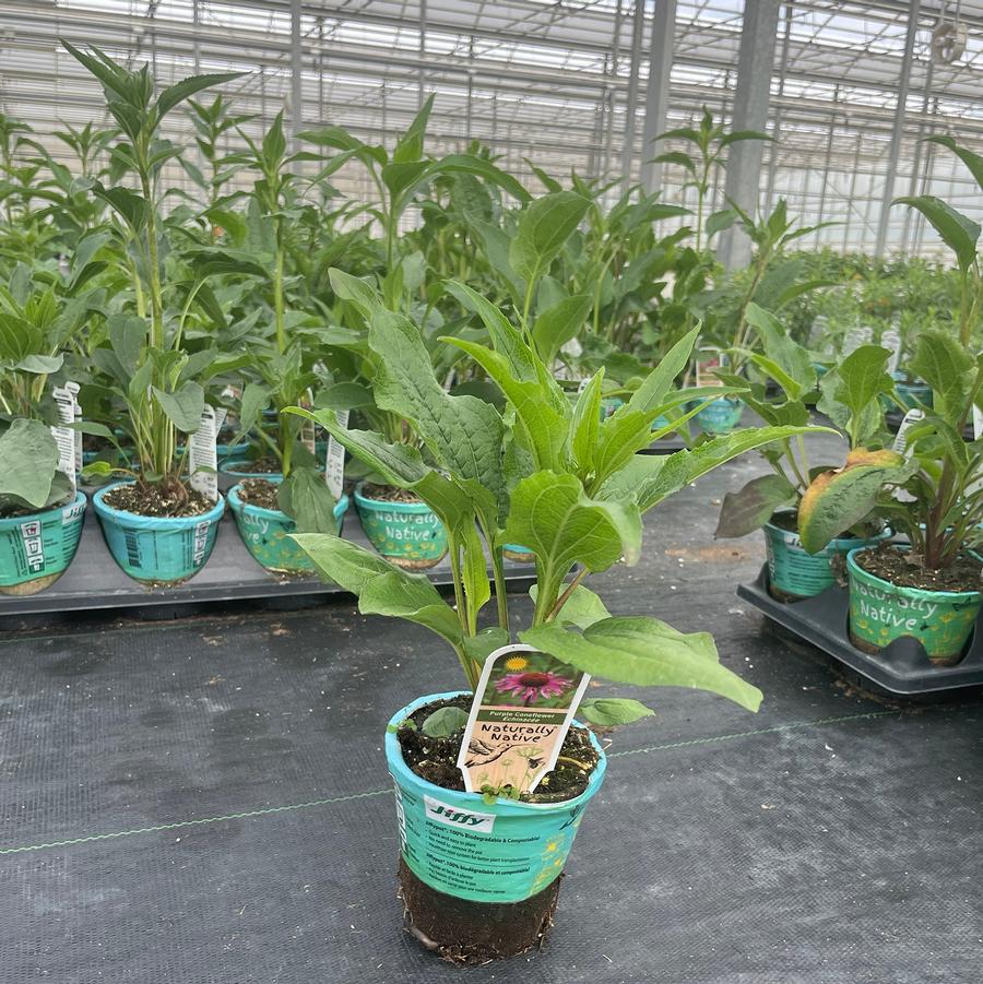 Echinacea purpurea 