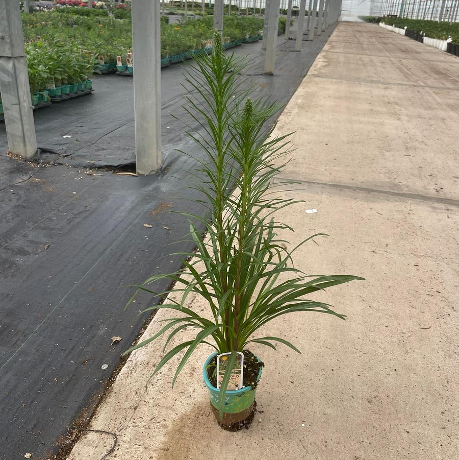 Liatris spicata 