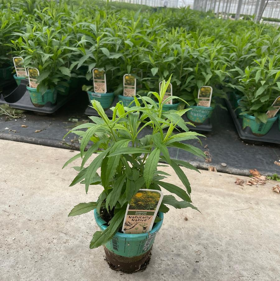 Solidago canadensis 