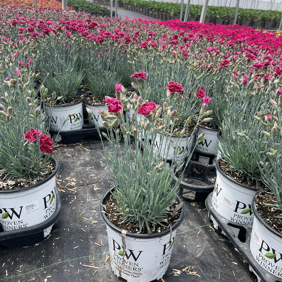 Dianthus Fruit Punch&reg; Black Cherry Frost