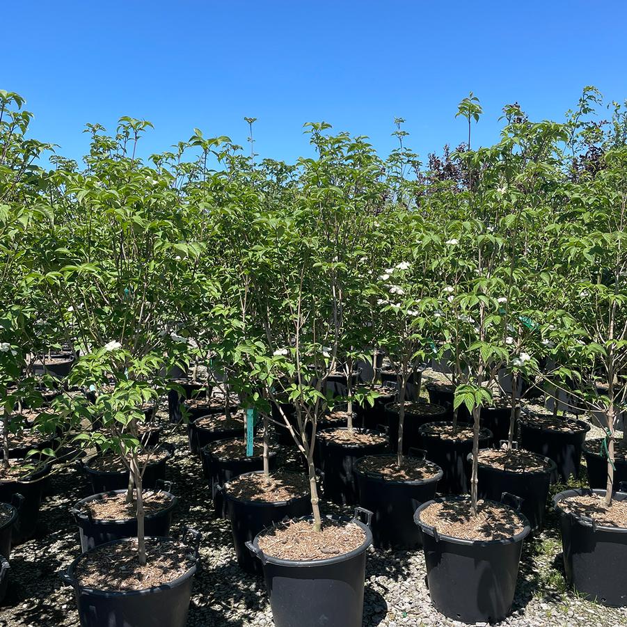 Cornus Stellar Pink&reg;