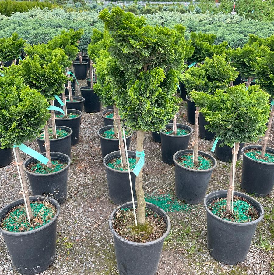 Chamaecyparis obtusa Nana Gracilis-Standard