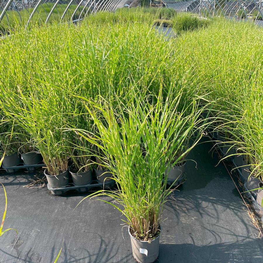 Miscanthus sinensis Strictus