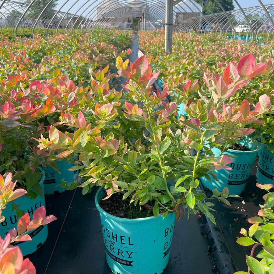 Vaccinium Bushel and Berry® Silver Dollar® 