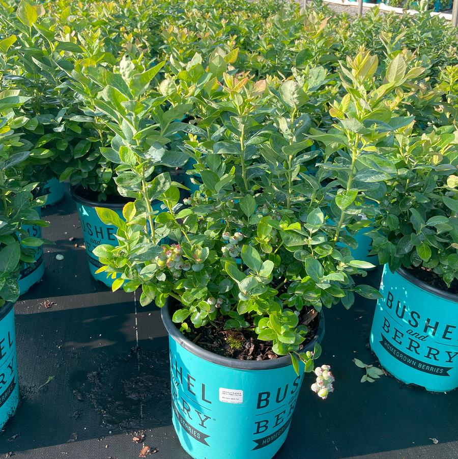 Vaccinium Bushel and Berry® Peach Sorbet® 