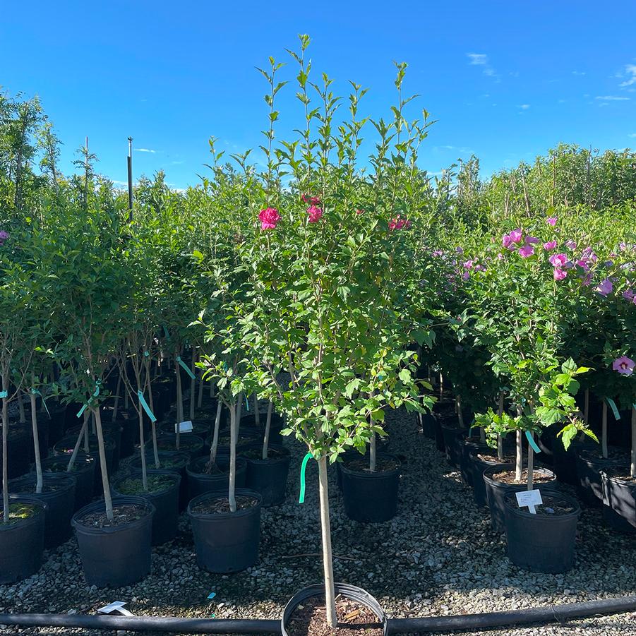 Hibiscus syriacus Boule de Feu-Standard