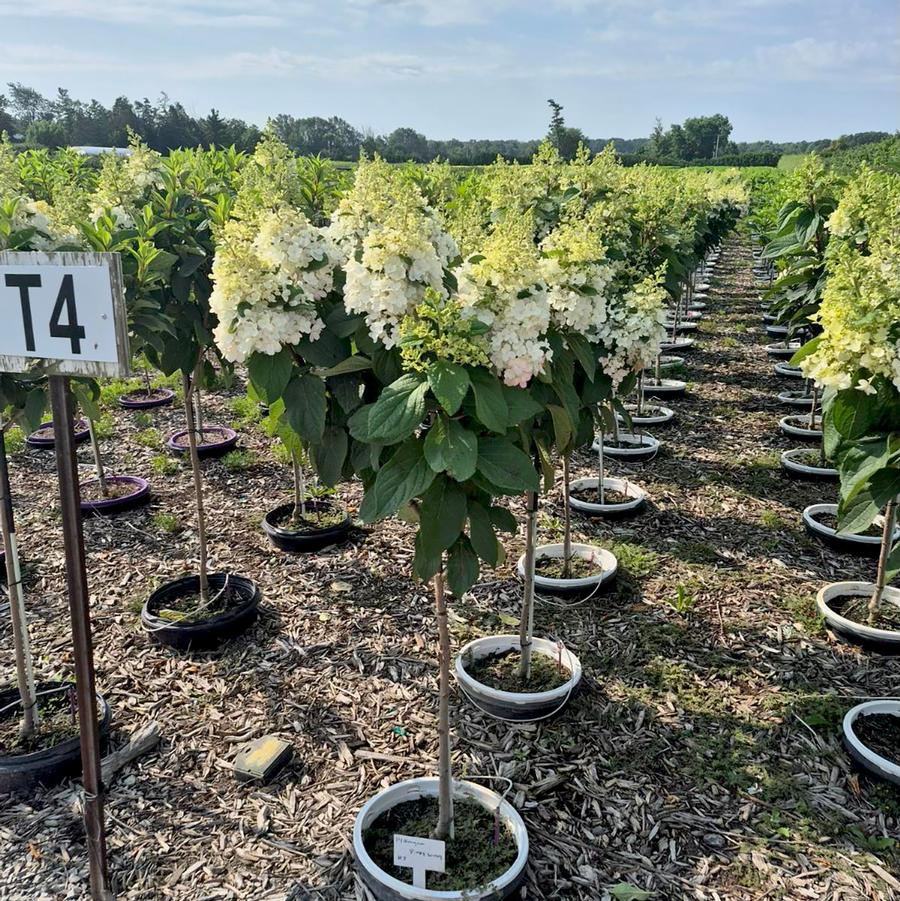 Hydrangea paniculata Pinky Winky®-Standard