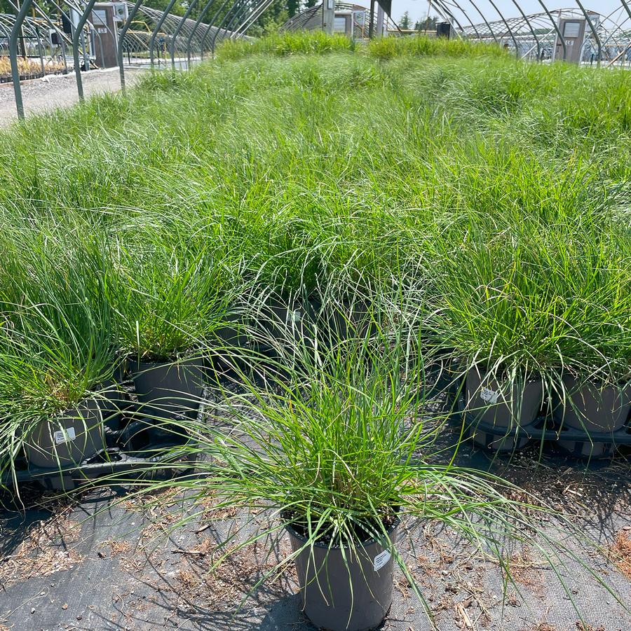 Pennisetum alopecuroides Hameln