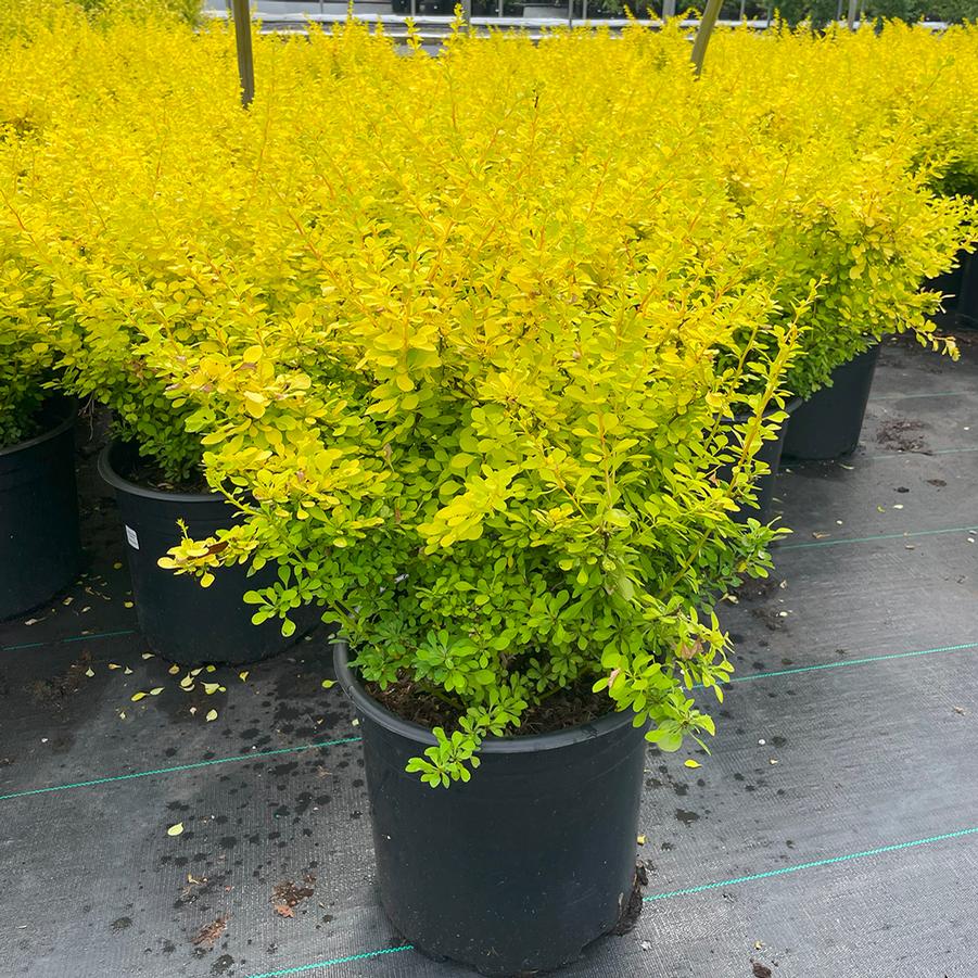 Berberis thunbergii Aurea Nana