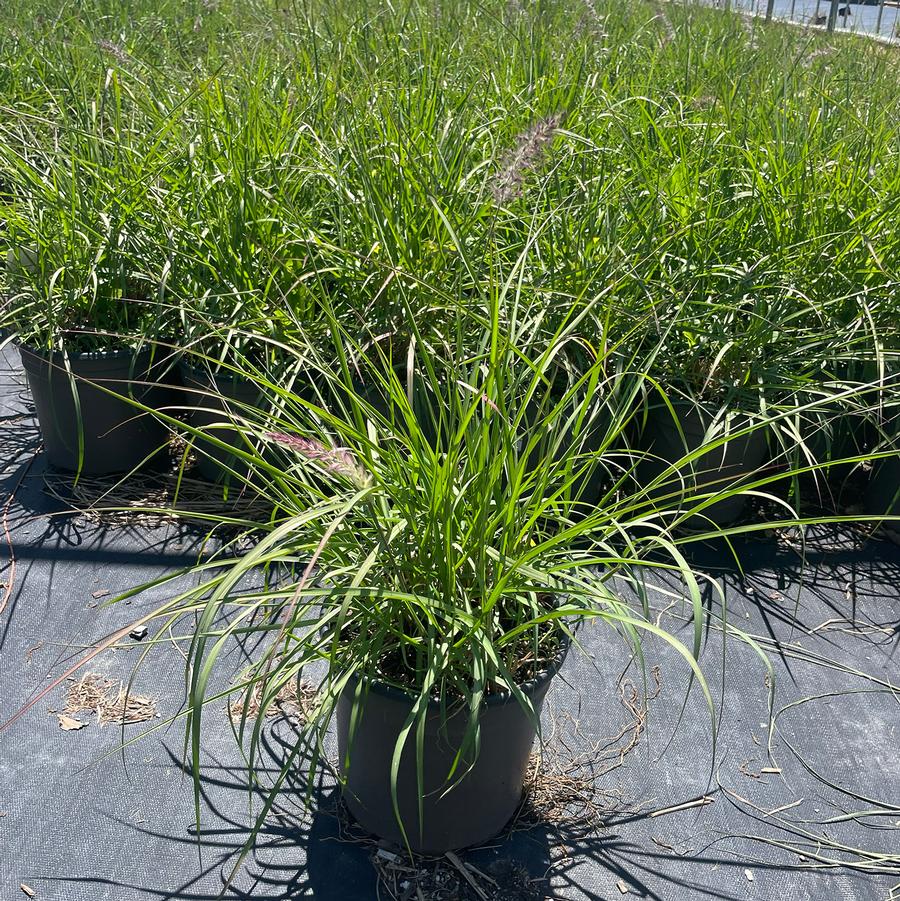 Pennisetum orientale Karley Rose