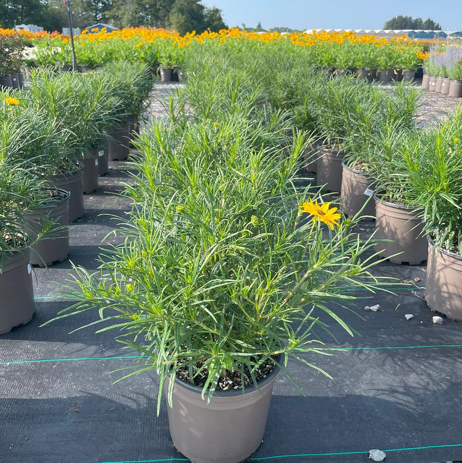 Helianthus salicifolius Autumn Gold