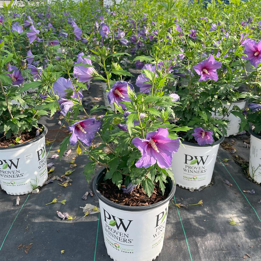 Hibiscus syriacus Paraplu Violet®