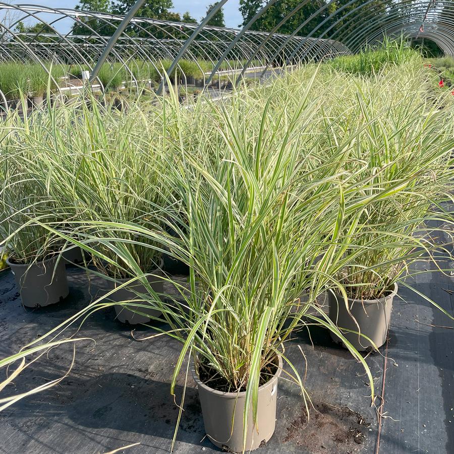 Miscanthus sinensis Variegatus