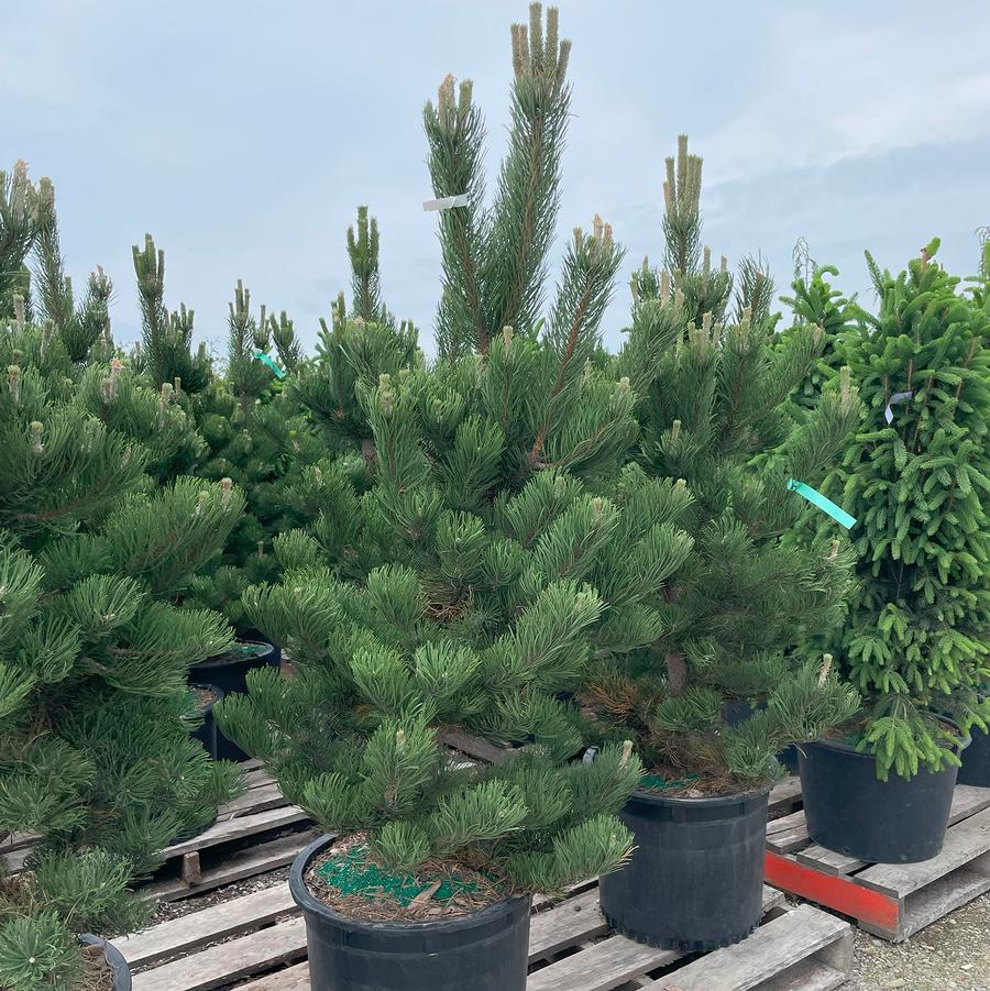 Pinus nigra Oregon Green
