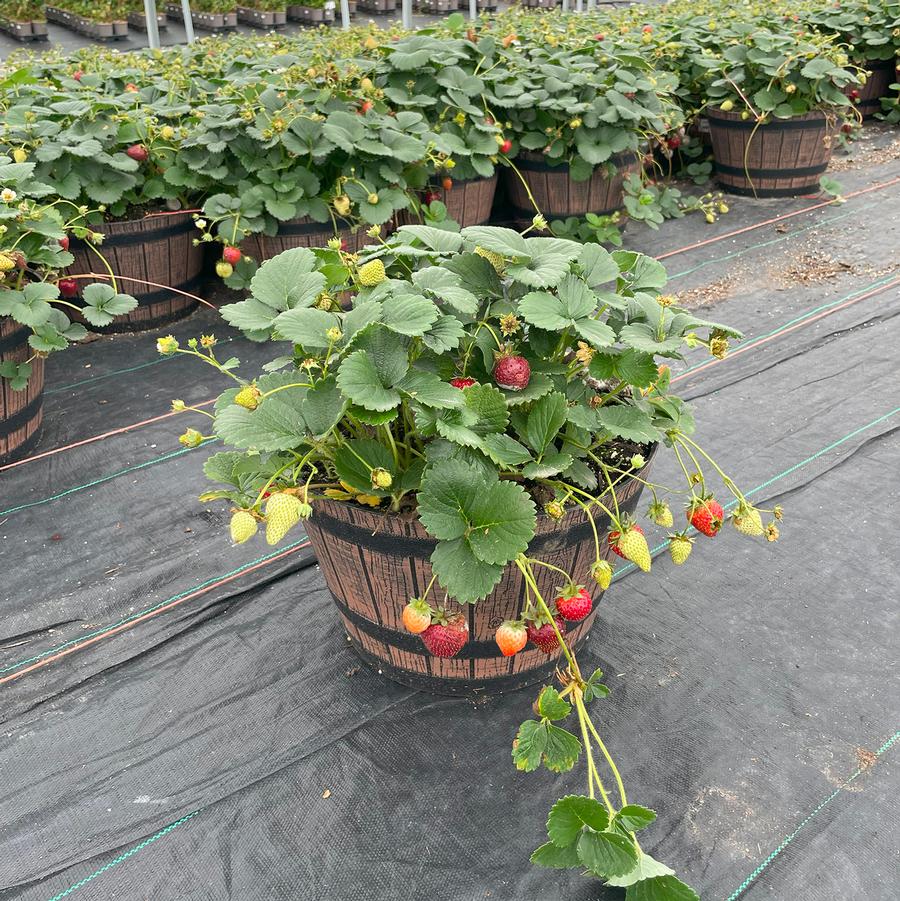 Fragaria Berries Galore® Berries Galore® White