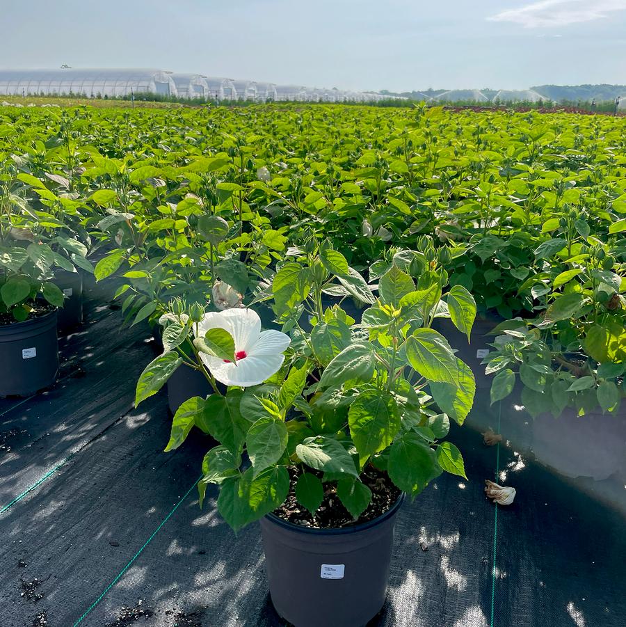 Hibiscus moscheutos Luna™ White