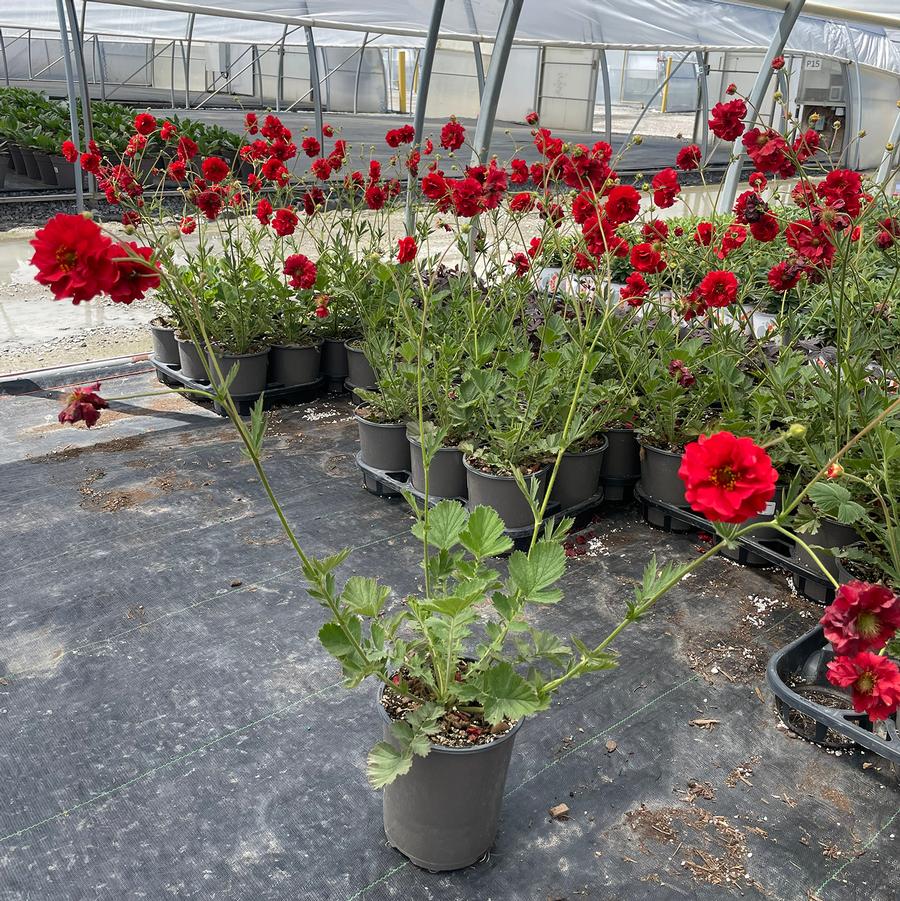 Geum coccineum Firestarter