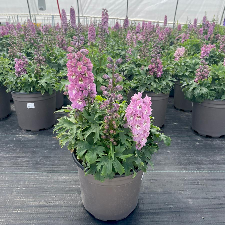 Delphinium elatum Delphina™ Pink White Bee