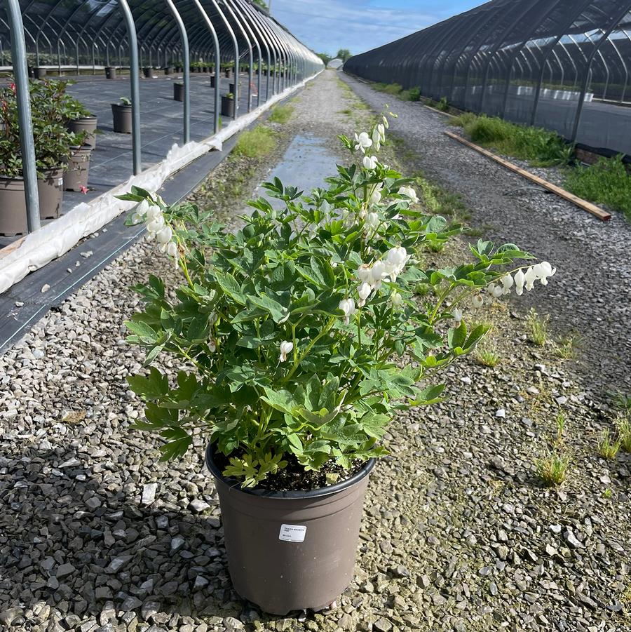 Dicentra spectabilis Alba