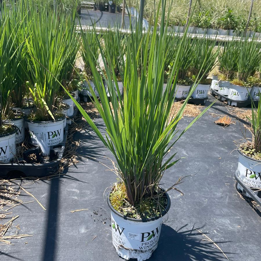 Panicum virgatum Prairie Winds® Totem Pole
