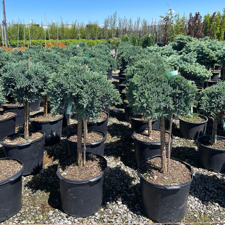 Juniperus squamata Blue Star-Standard