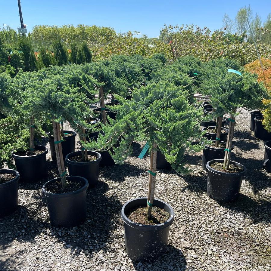 Juniperus horizontalis Blue Chip-Standard