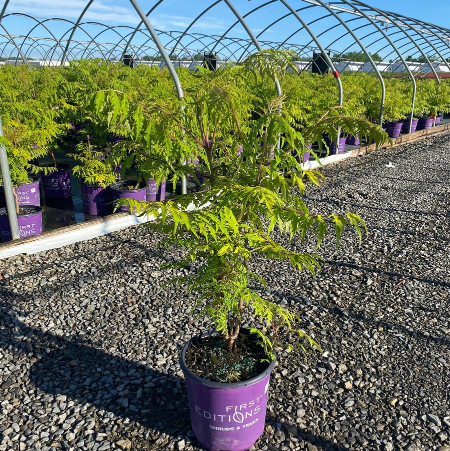 Rhus typhina Tiger Eyes&reg;
