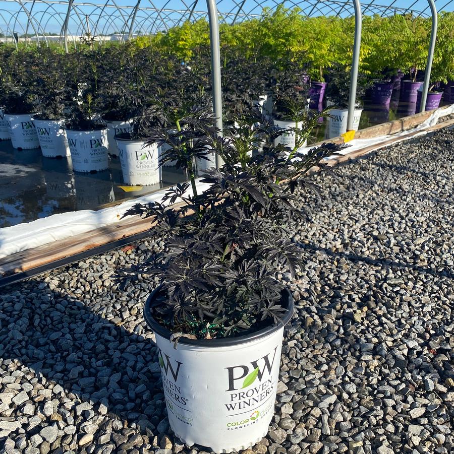Sambucus nigra Laced Up&reg;