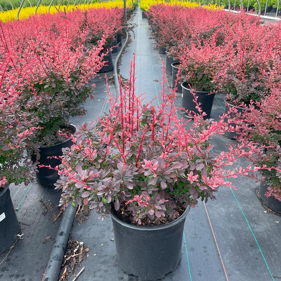 Berberis thunbergii Rose Glow