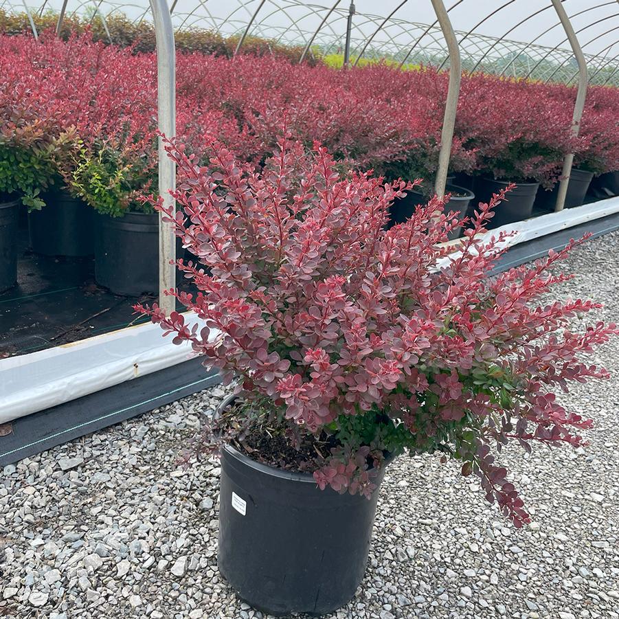 Berberis thunbergii Royal Burgundy®