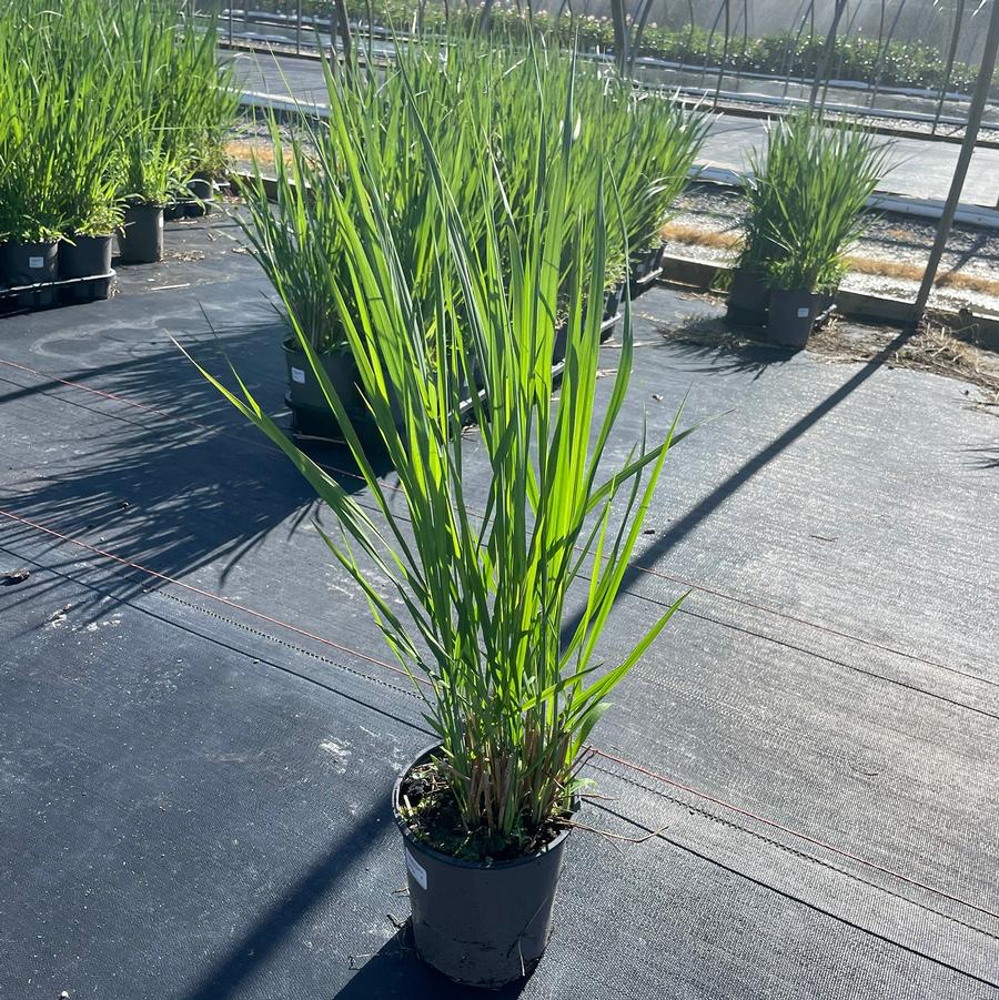 Panicum virgatum Northwind