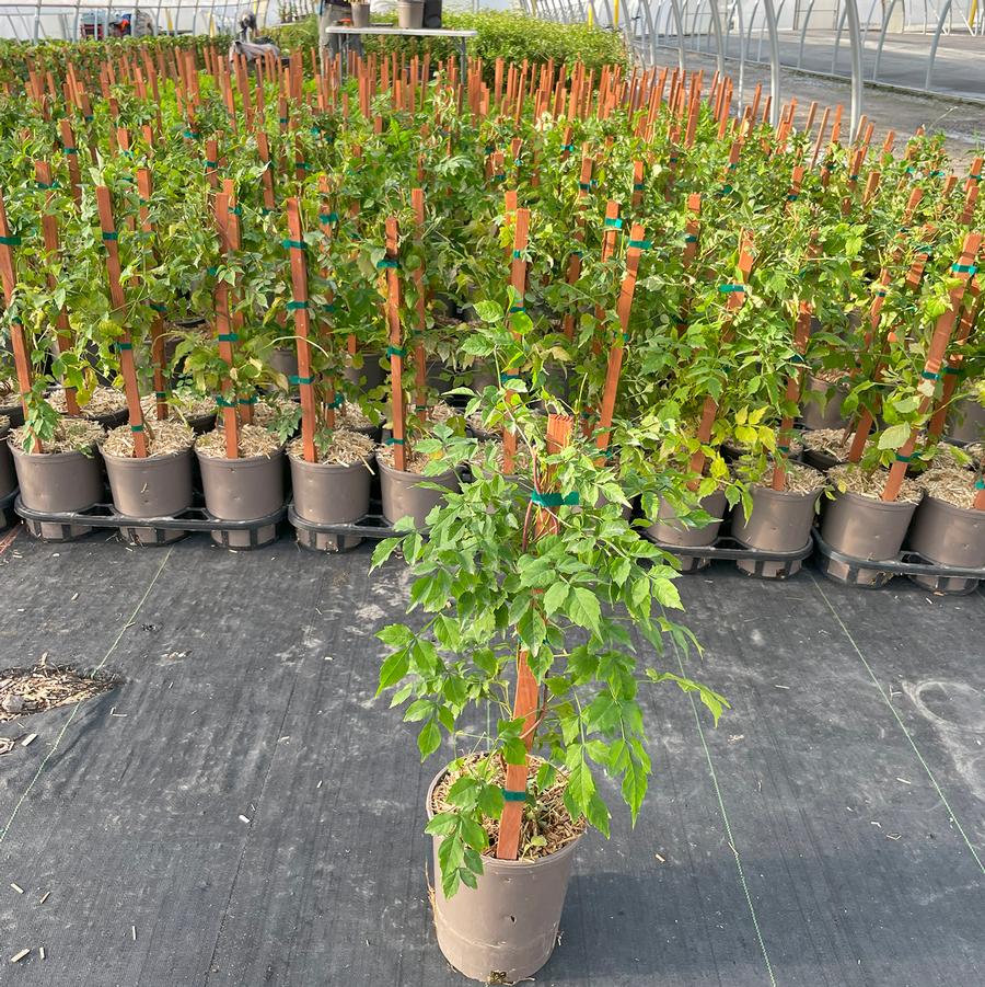 Campsis radicans 